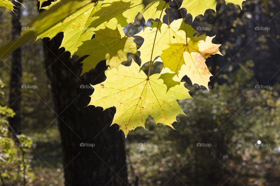 Yellow marple leaves in autumn sun