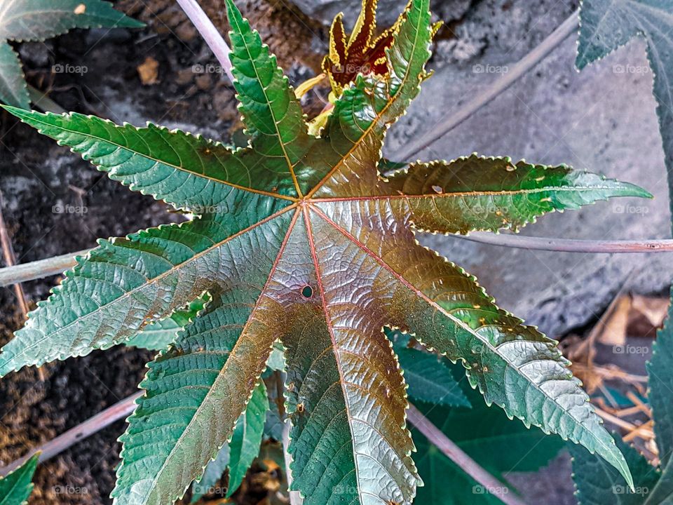 Castor plant leaf
