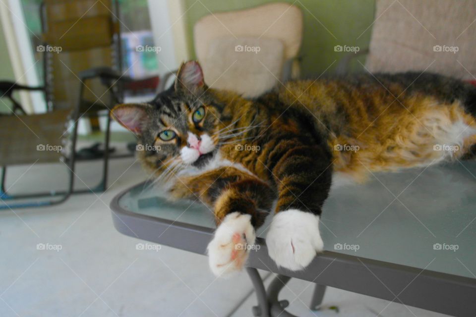 Wolfe the cat lounging 