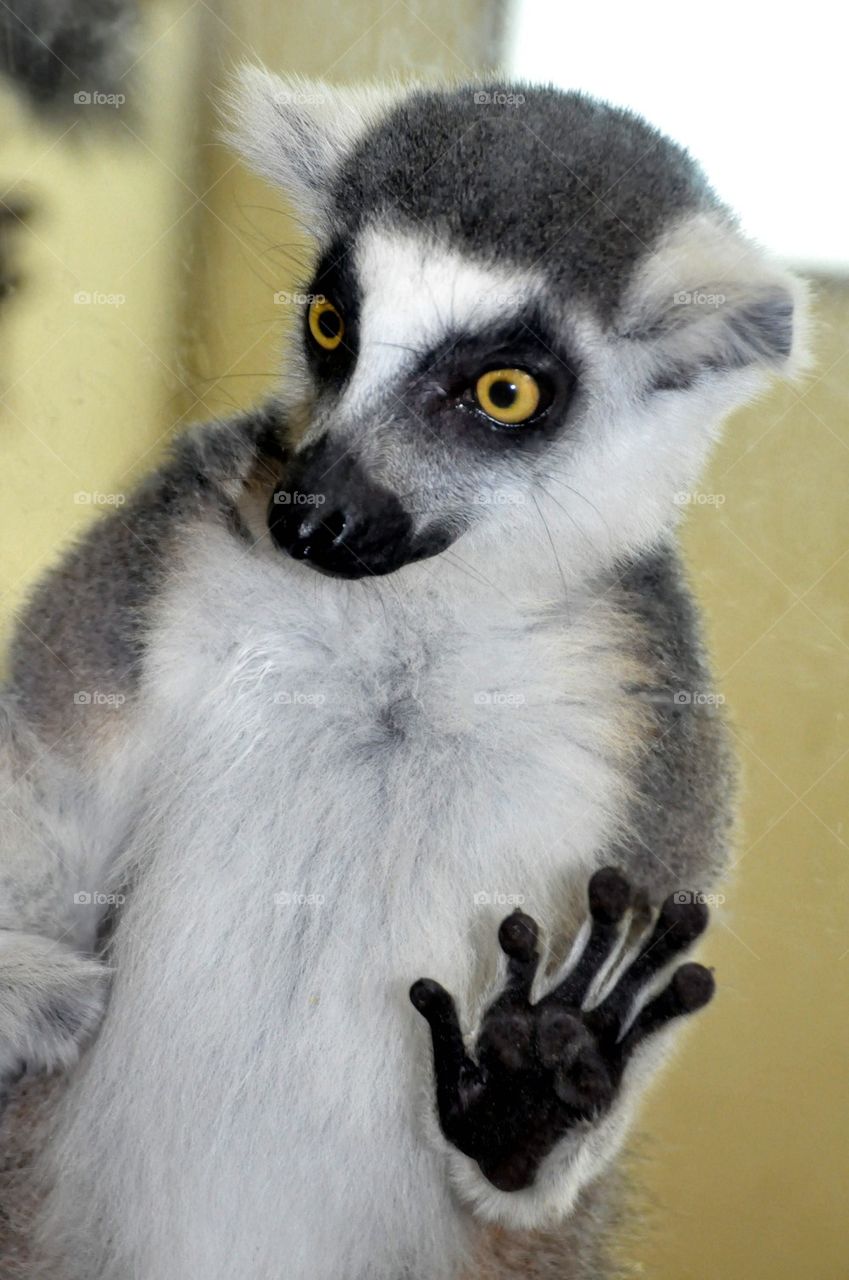 Happy Lemur 