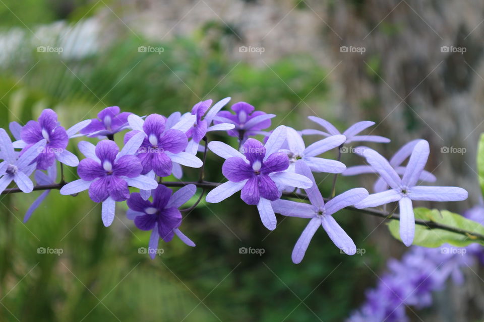 Island Flowers