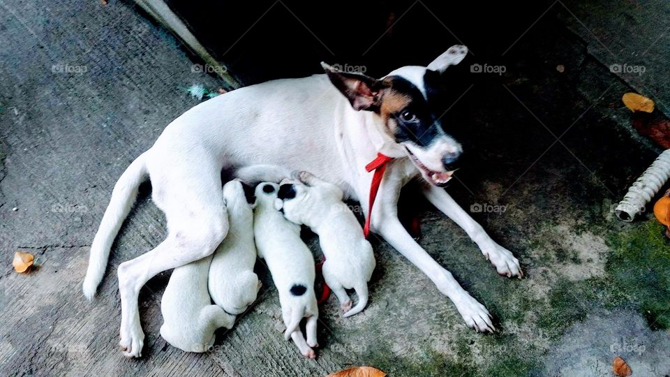 Smile of the dog, mother breastfeeding her puppies with white and black spots in their body.