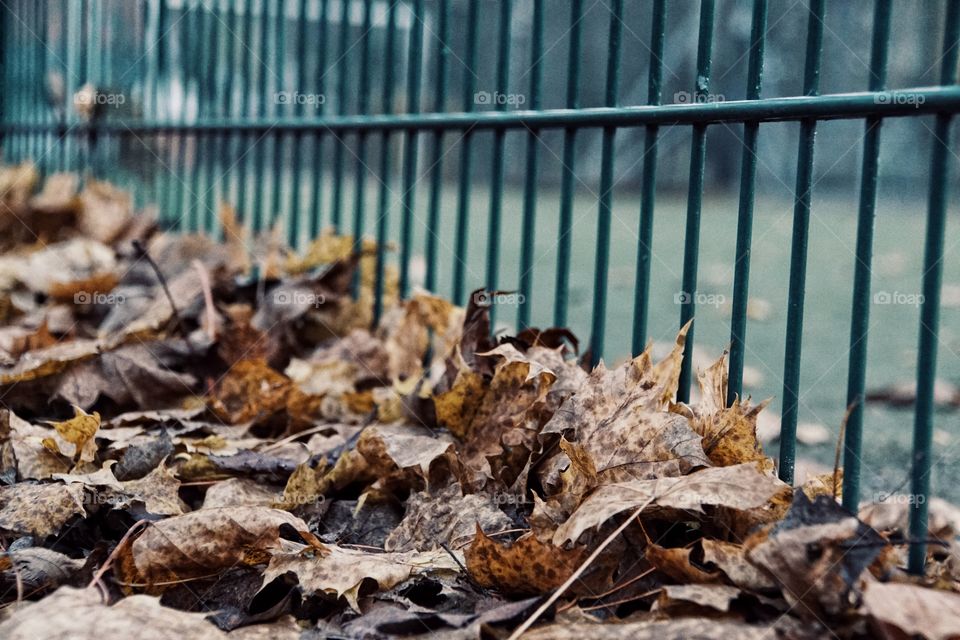 Fallen leaf in autumn