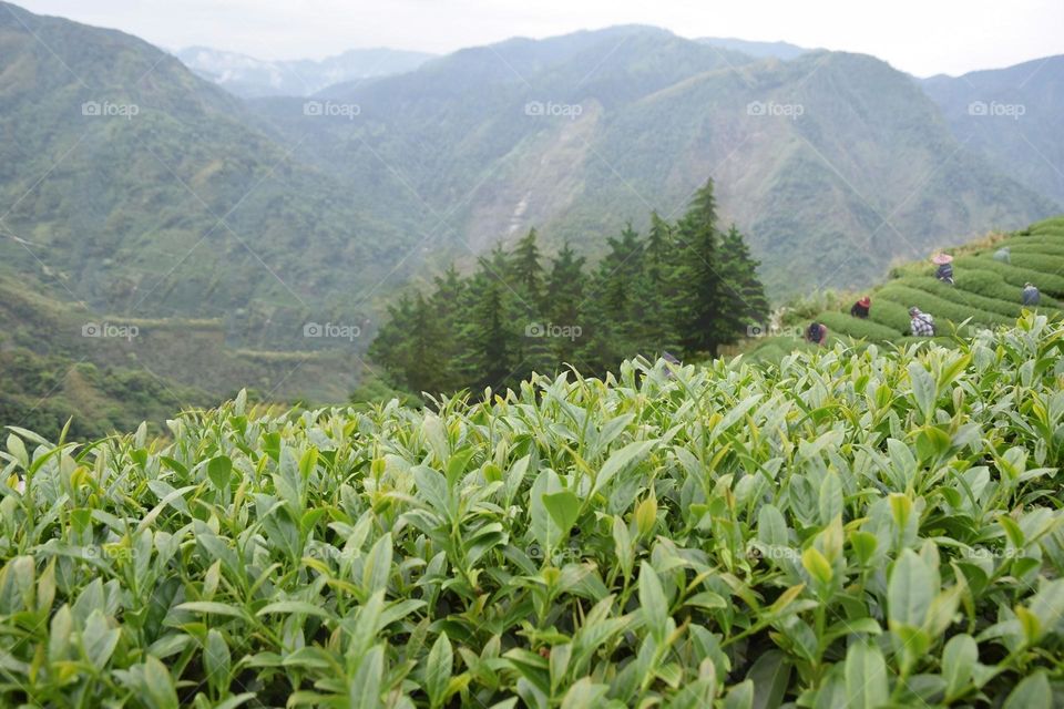 Beautiful mountain scenery with tea garden