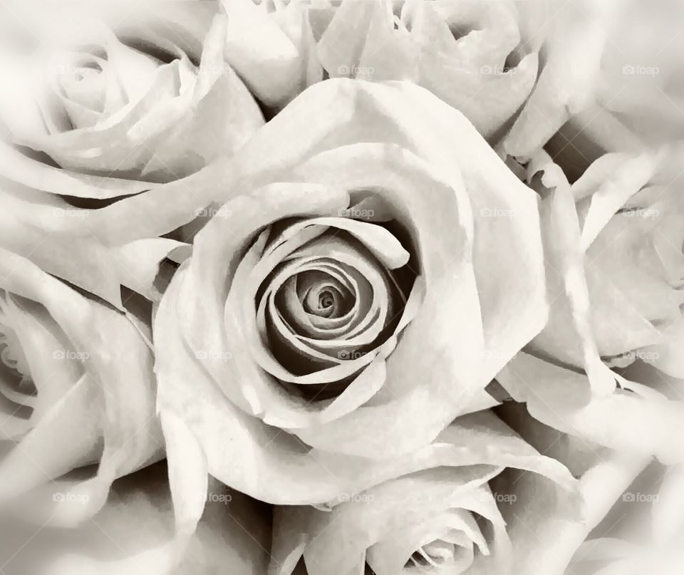 Monochrome roses