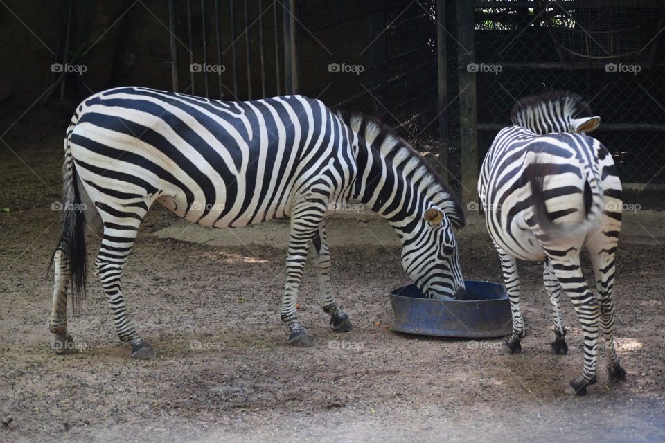 zoo dehiwela srilanka wildlife zebra drinking water