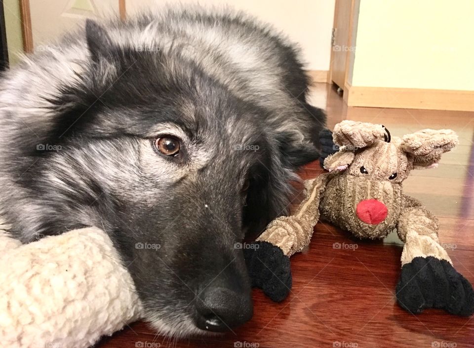 Tired puppy... is a good puppy... 