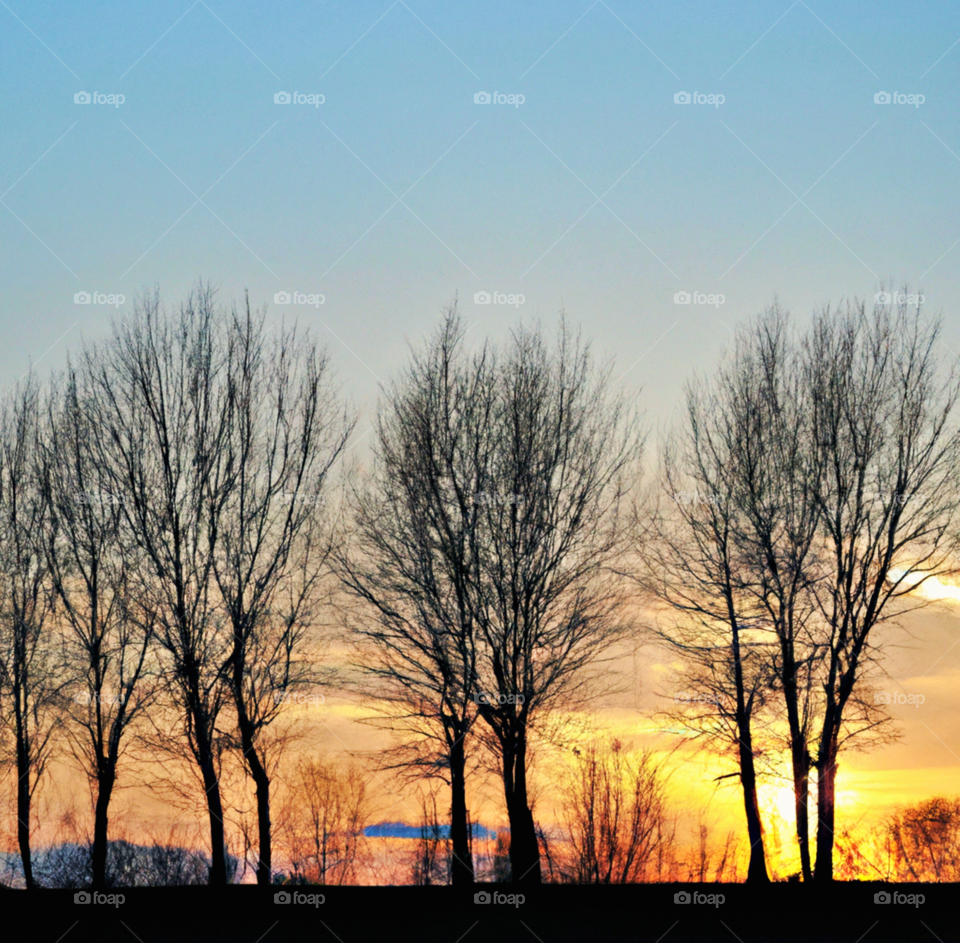 trees in sunset 4