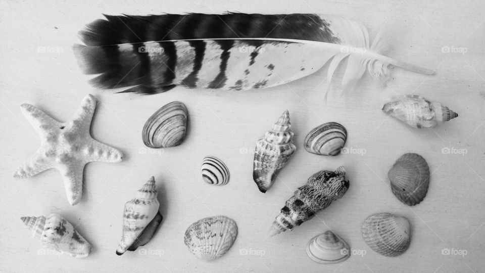 Black white sea beach shells with seagull feather