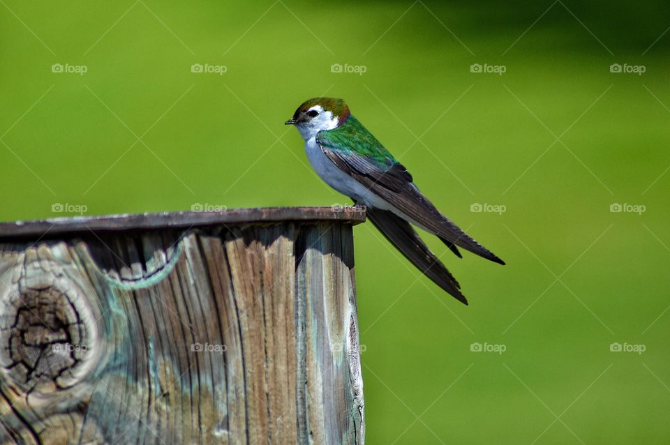 Cute little swallow 
