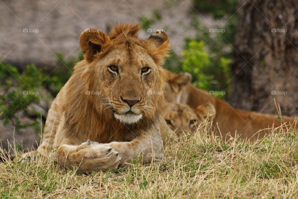 Close-up of lion sitting on grass