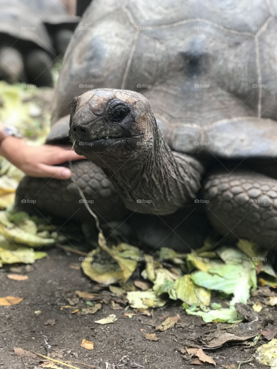 Giant tortoise ☺️