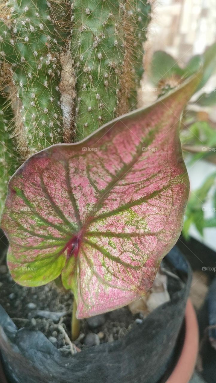 heart-shape leaf