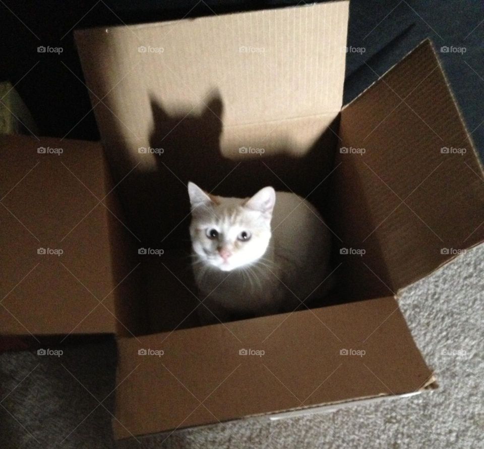 Our white Polydactyl House cat just chilling in a box patiently waiting for some attention. 