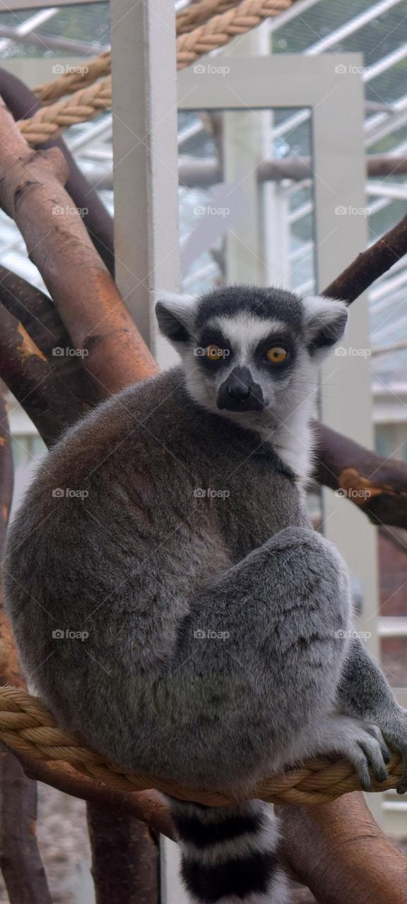 Curious lemur looking into the camera with his Orange eyes