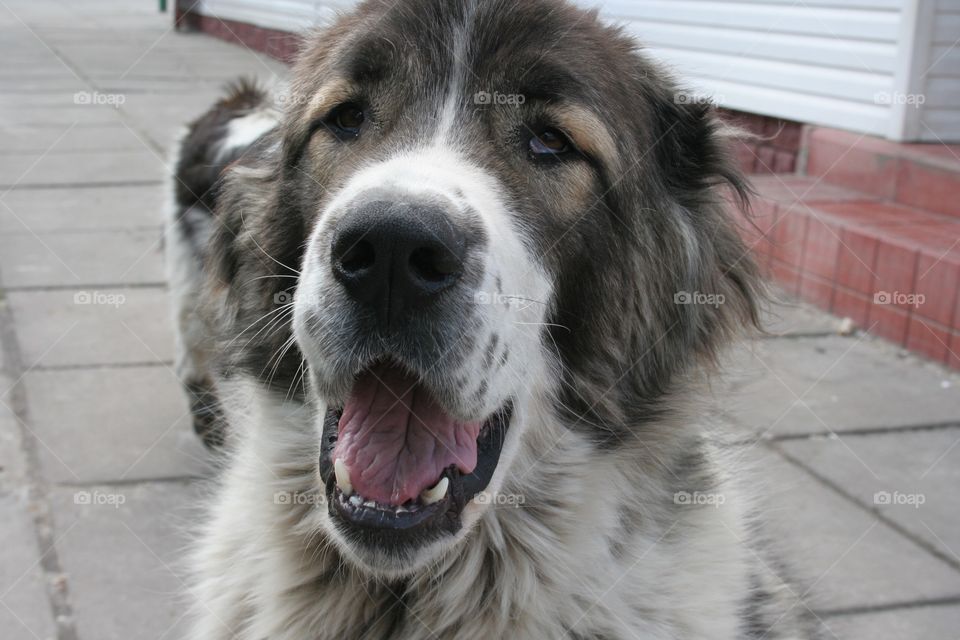 Big cute smiling dog 