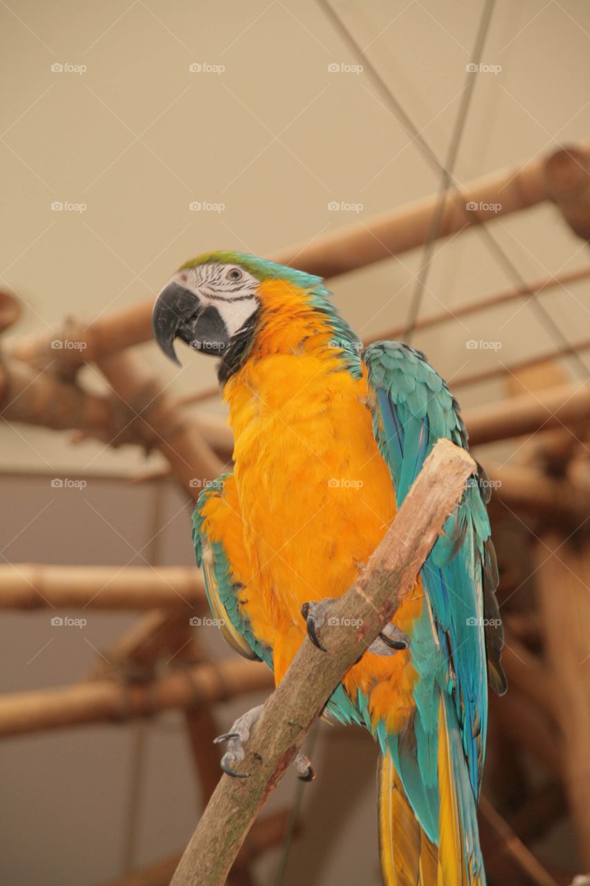 Colorful parrot 