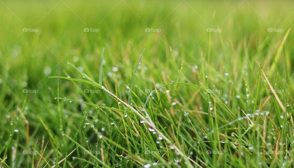 Beautiful Dewdrops on Green Grass in the Morning