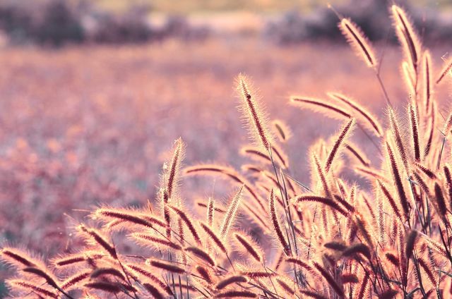 seed