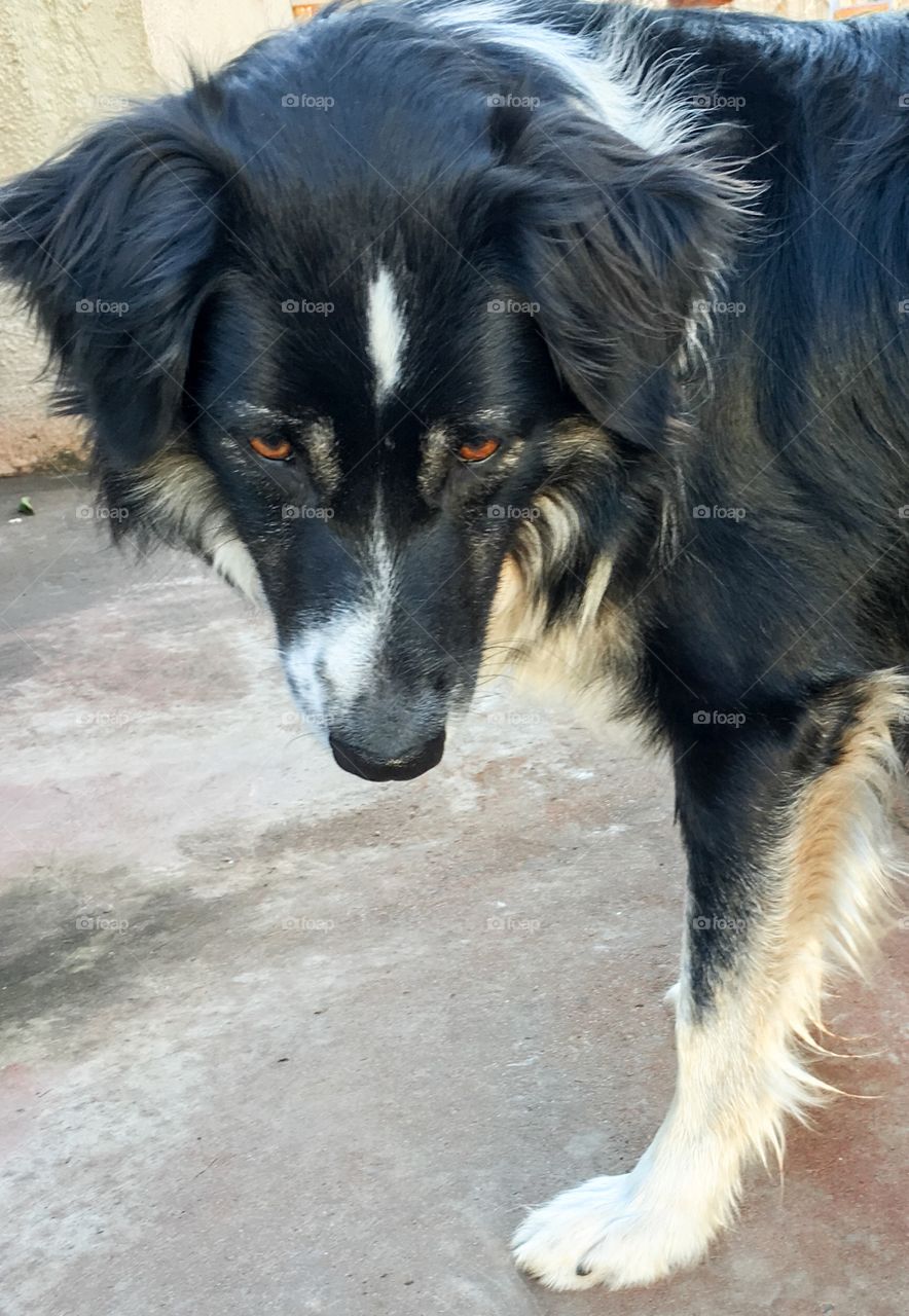 Border collie sheepdog