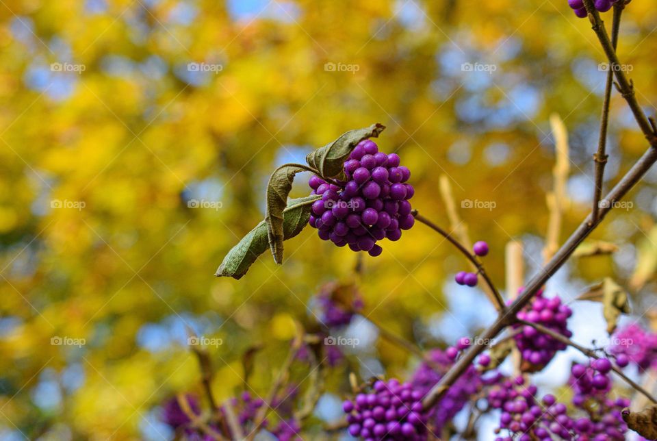 Callicarpa bodinieri
