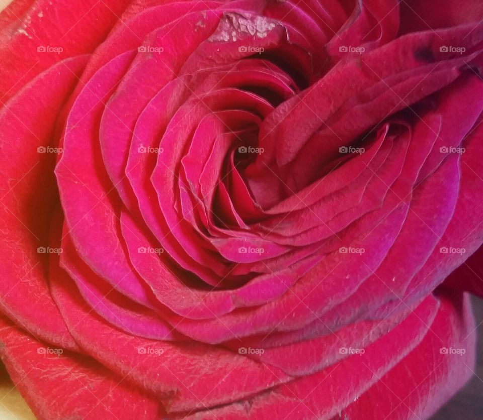 Macro Rose