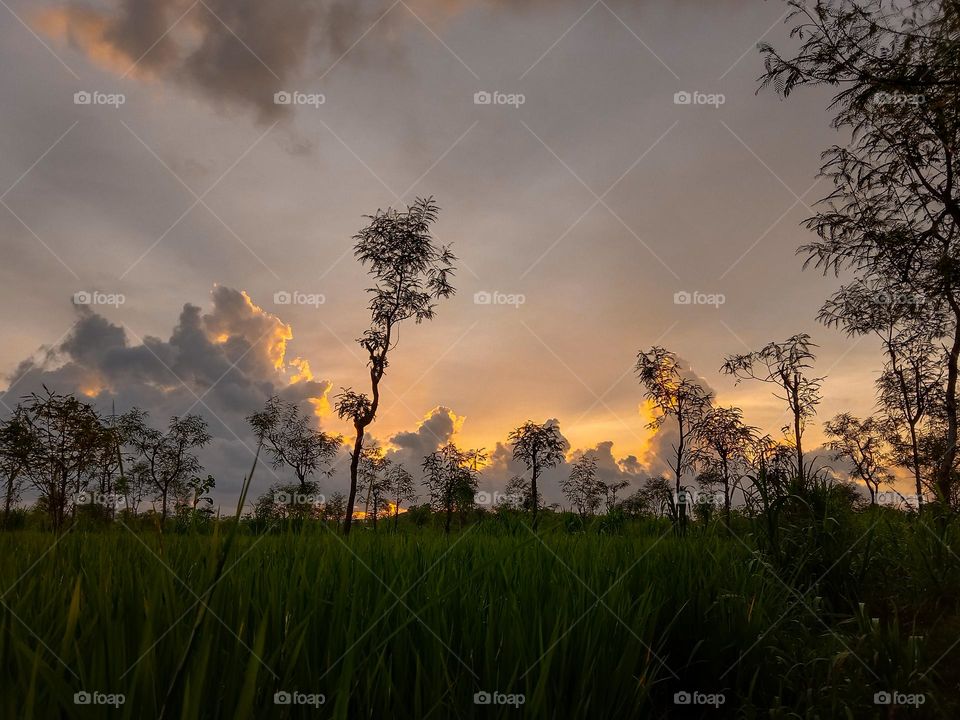 view of rice fields and evening sunset, orange.