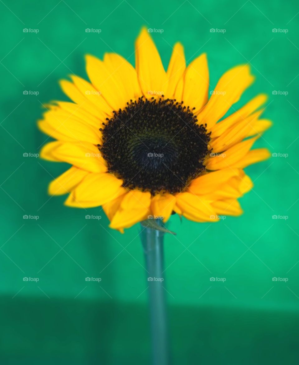 Yellow sunflower on green background