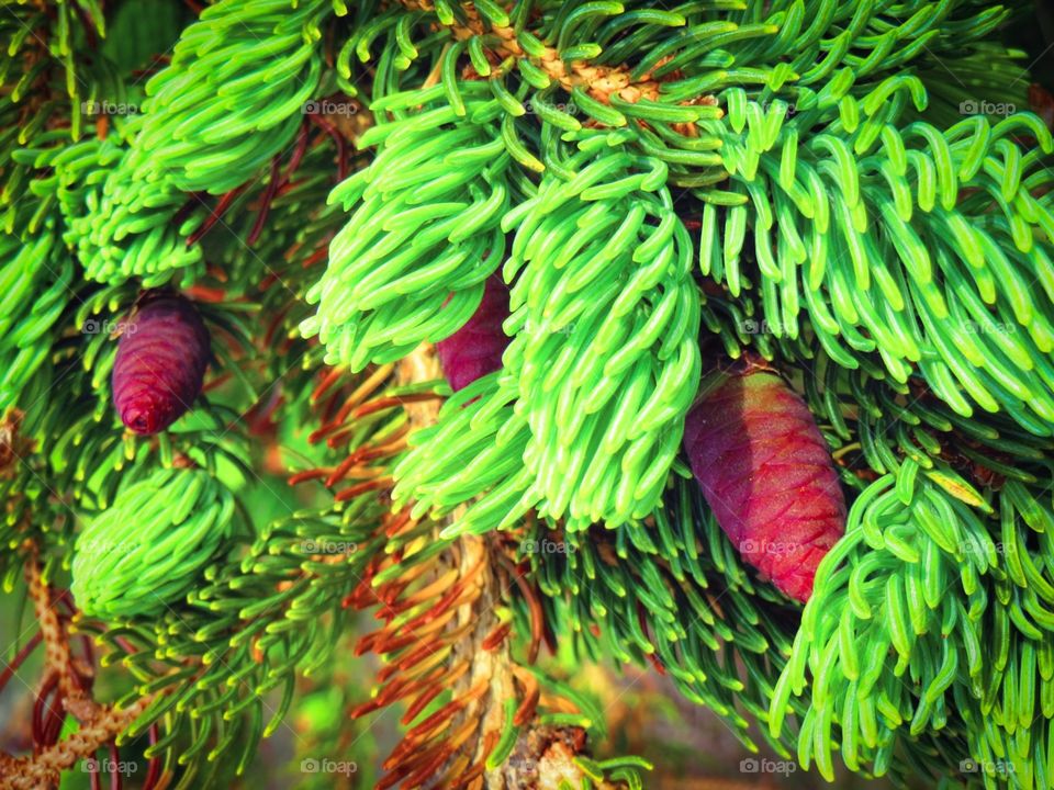 Scotia Spruce. Spruce with potential, forming young cones
