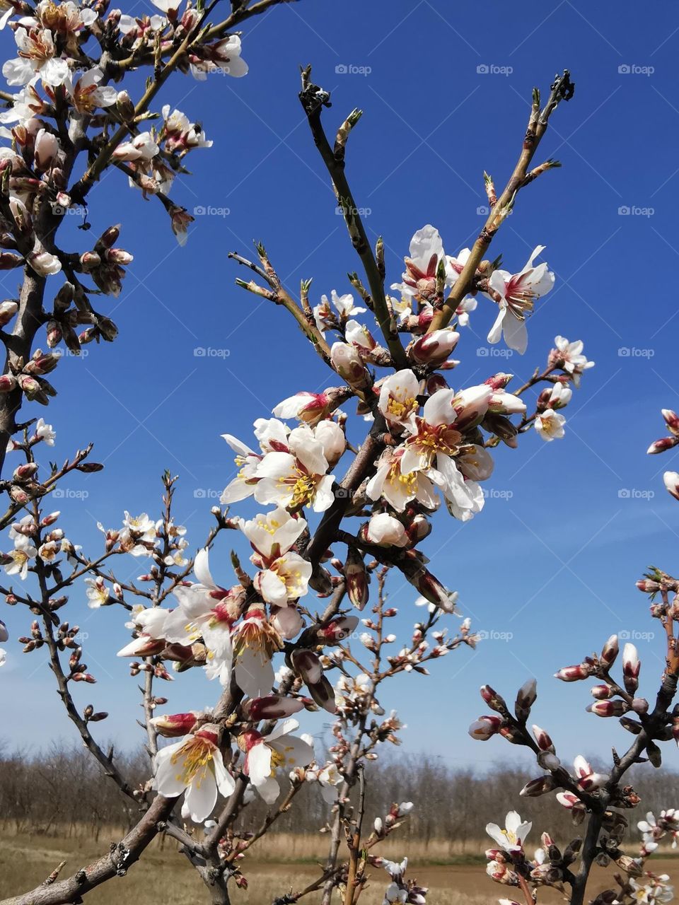 Blossimg almond tree in our garden in Hungary