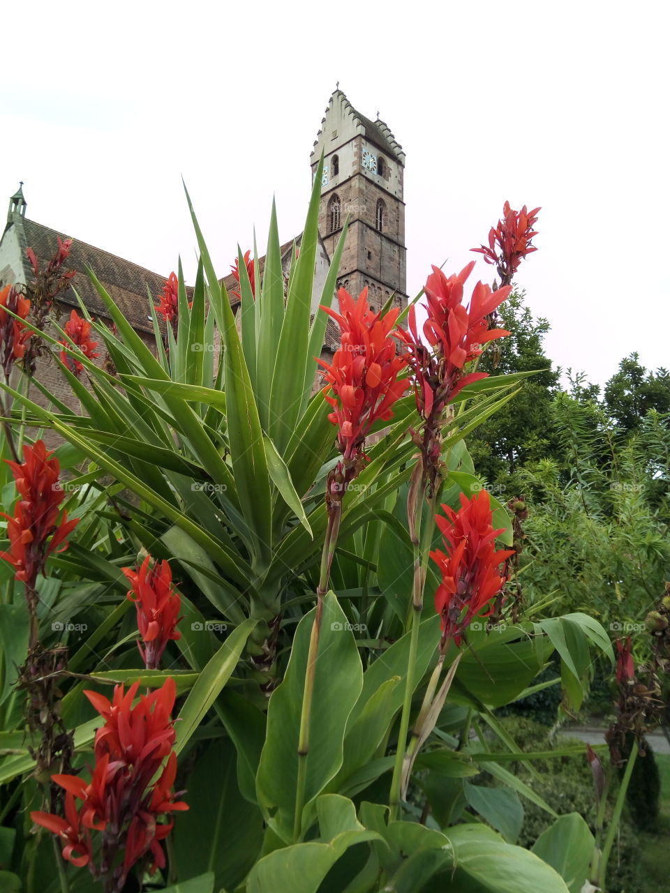 Schwarzwaldi flowers