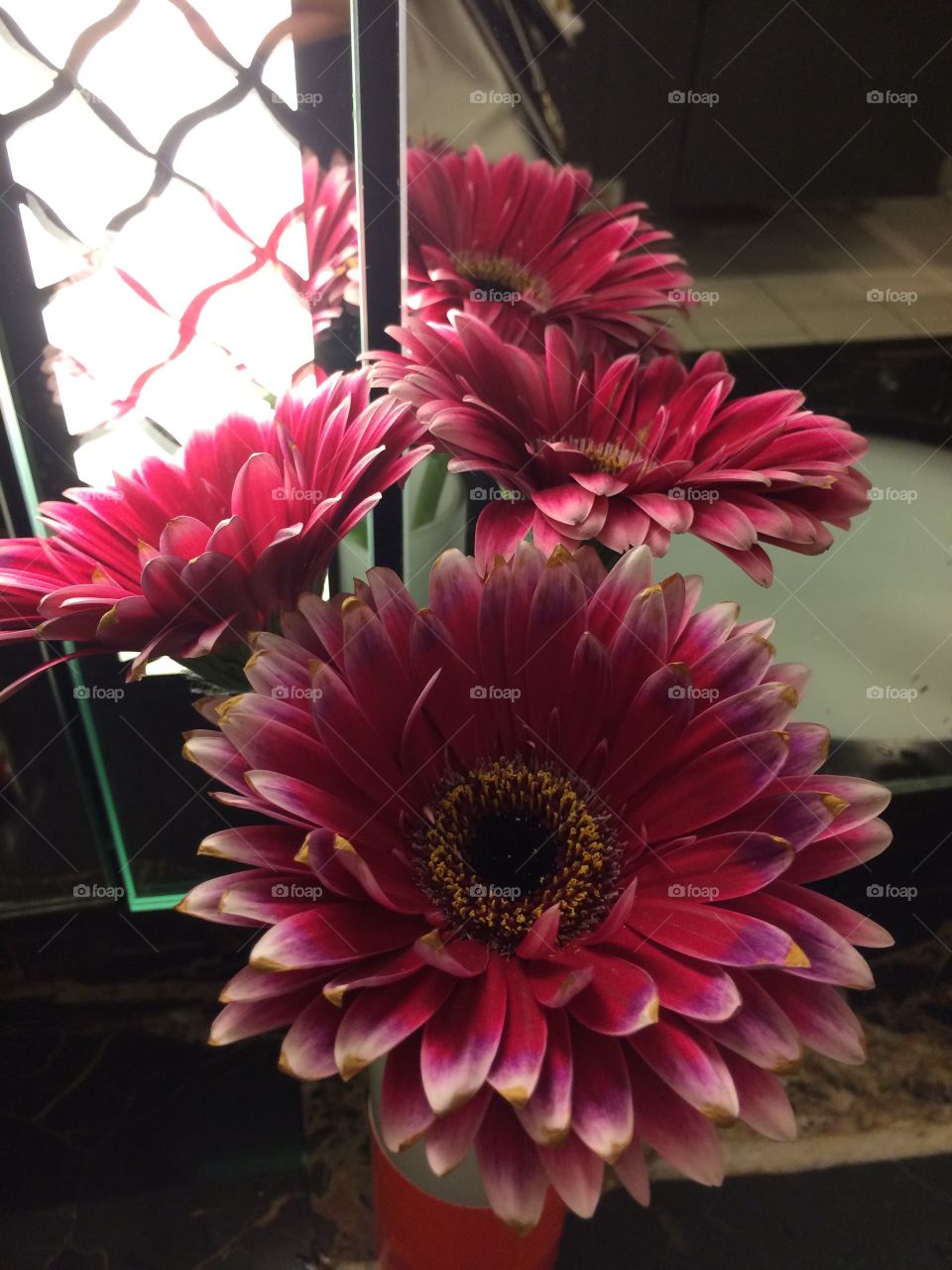 Pretty Gerber daisies