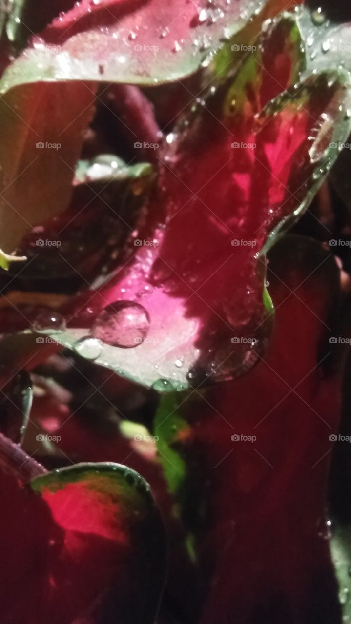 Summer rain on a leaf