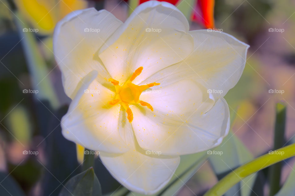 Extremely beautiful white tulip flower close-up