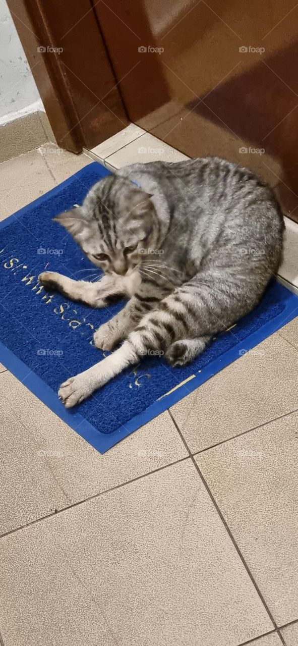 Tabby cat at the Eden Condo