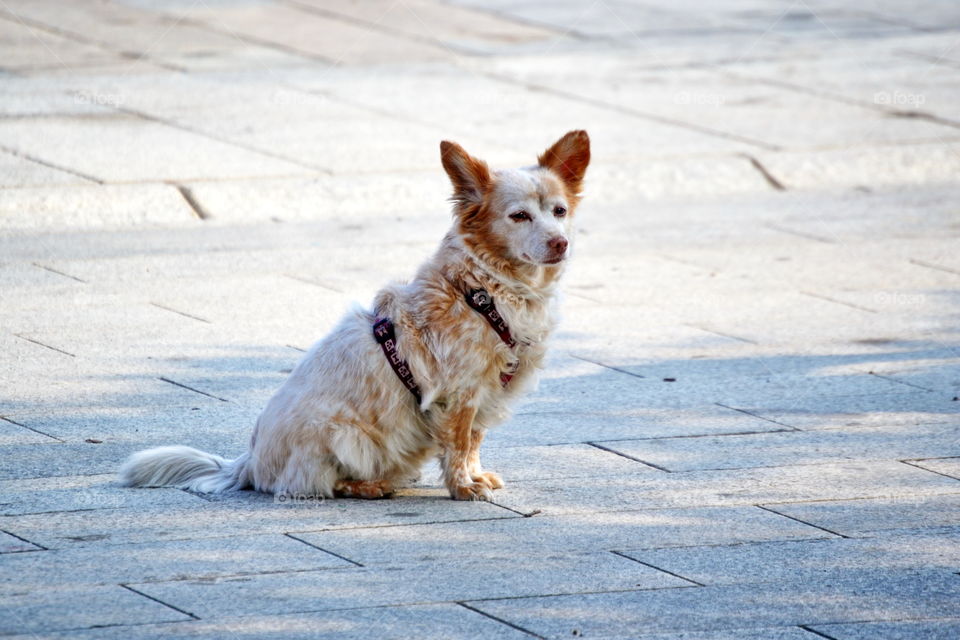 Dog sitting on the ground