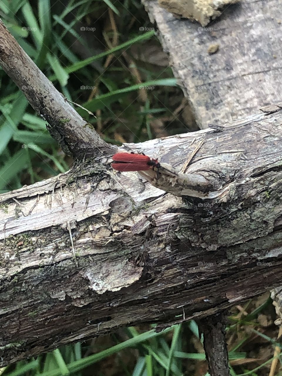 Red insect 
