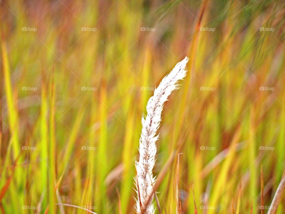 cotton grass