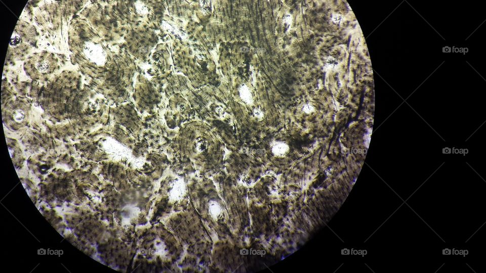 Under the Microscope