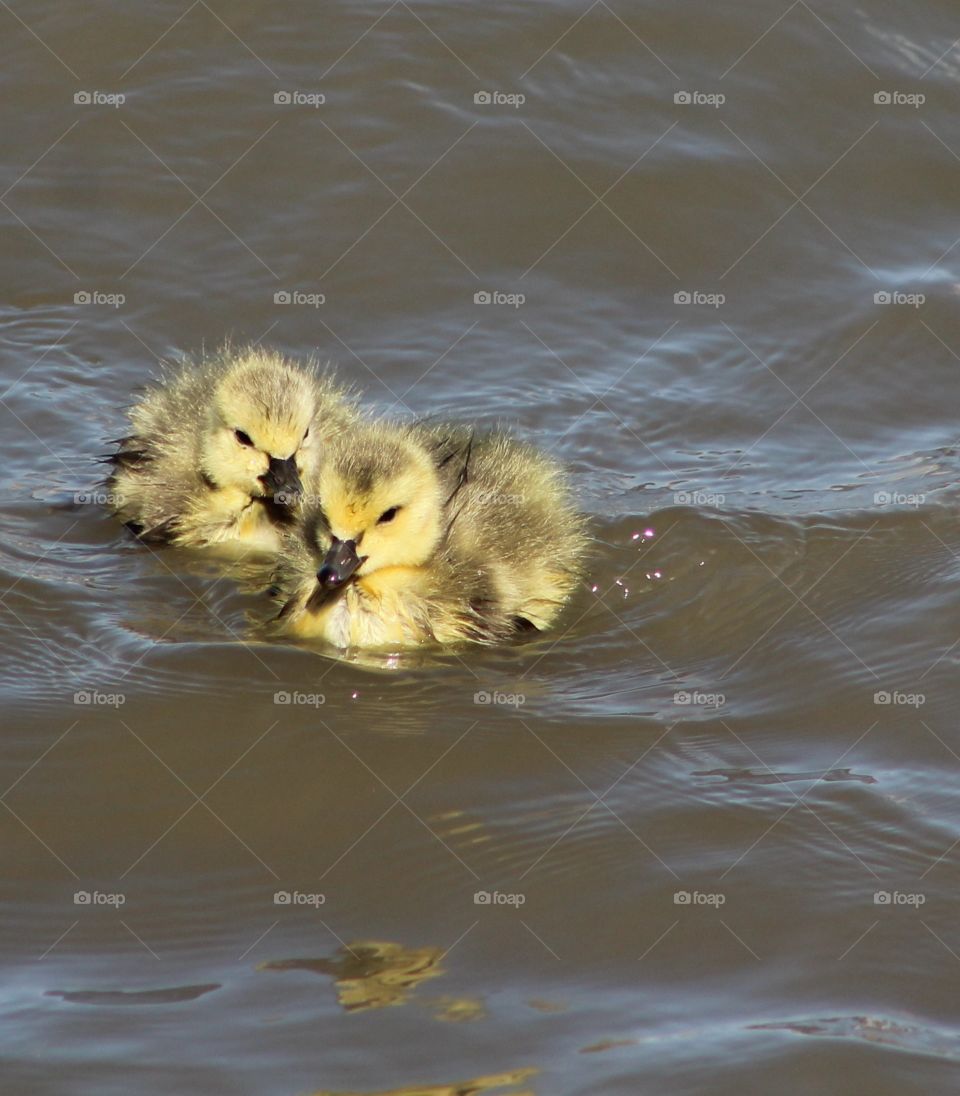 Two small gosling float close to one another on Hudson River 