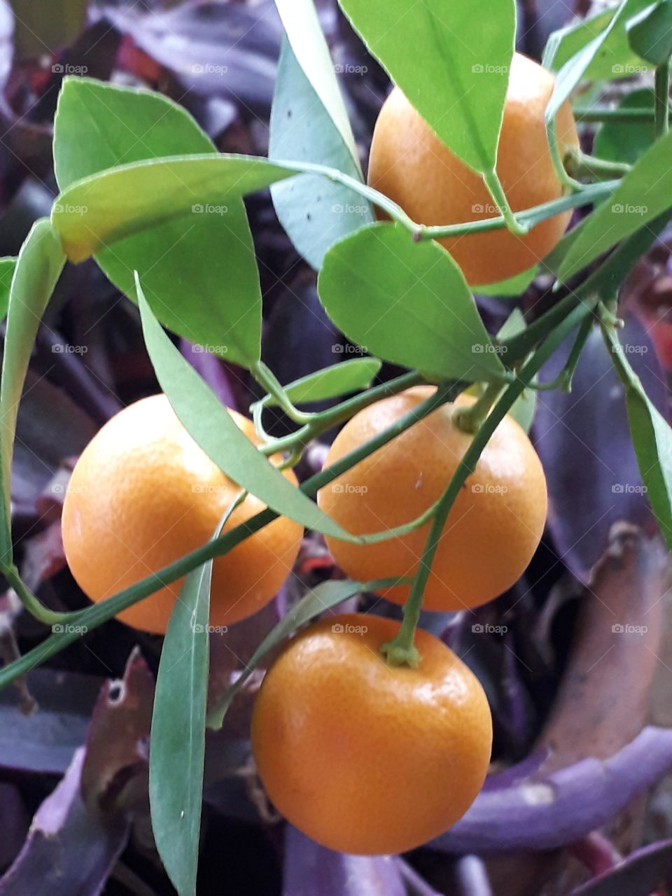 winter garden  - some citrus with orange fruits