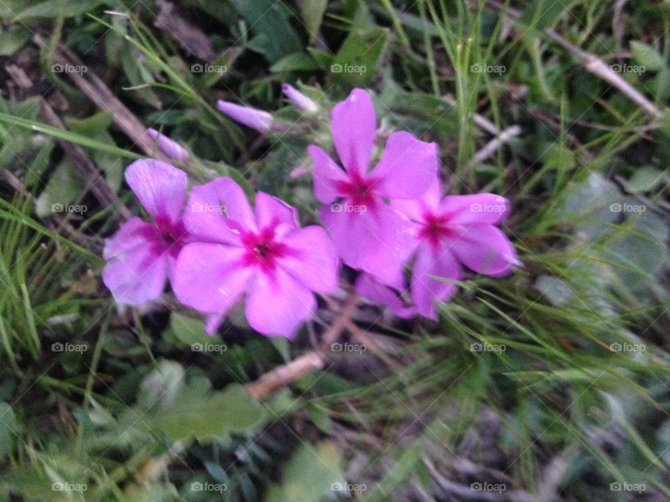 Wild phlox