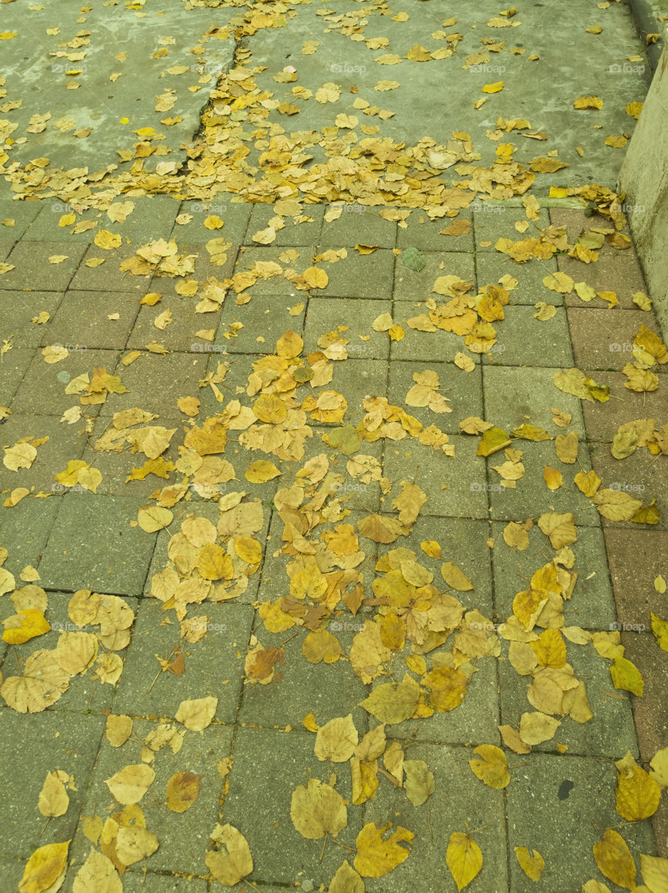 mn leaves on pavement