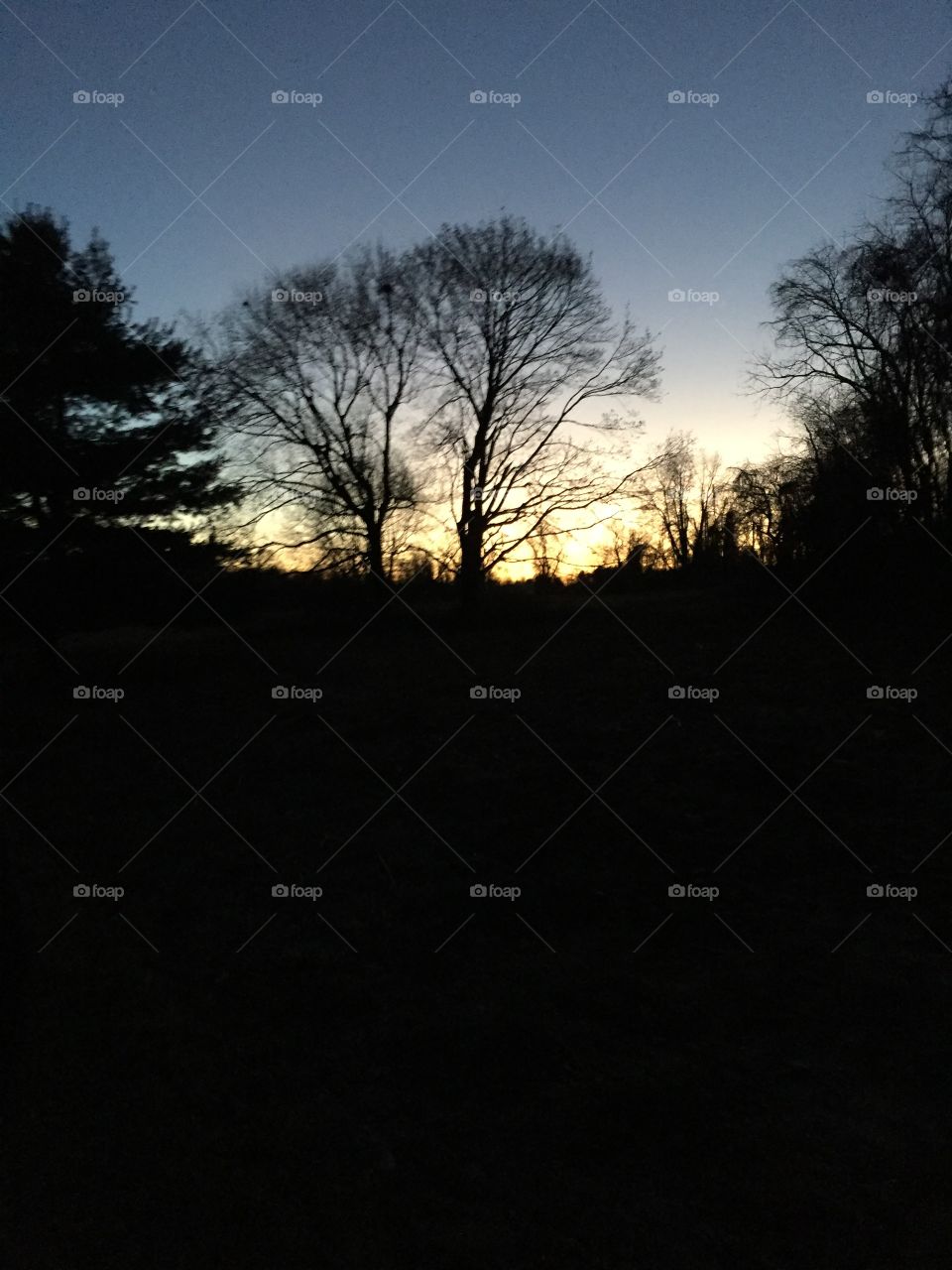 Landscape, Tree, Dawn, No Person, Sunset
