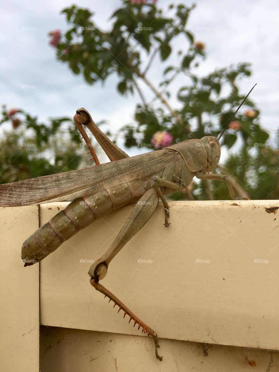 Large locust or grasshopper climbing a backyard fence 