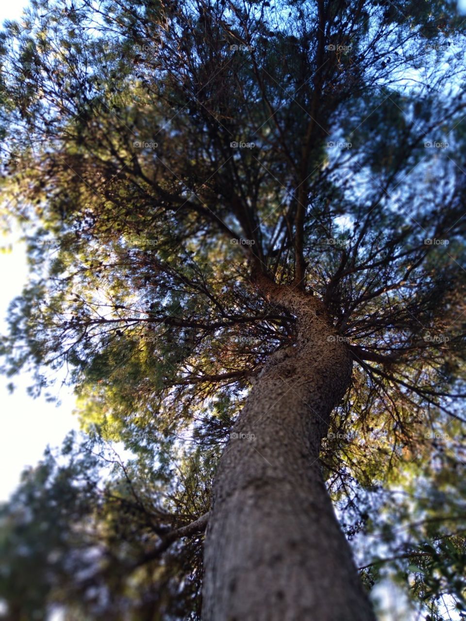 Nature tree trunck