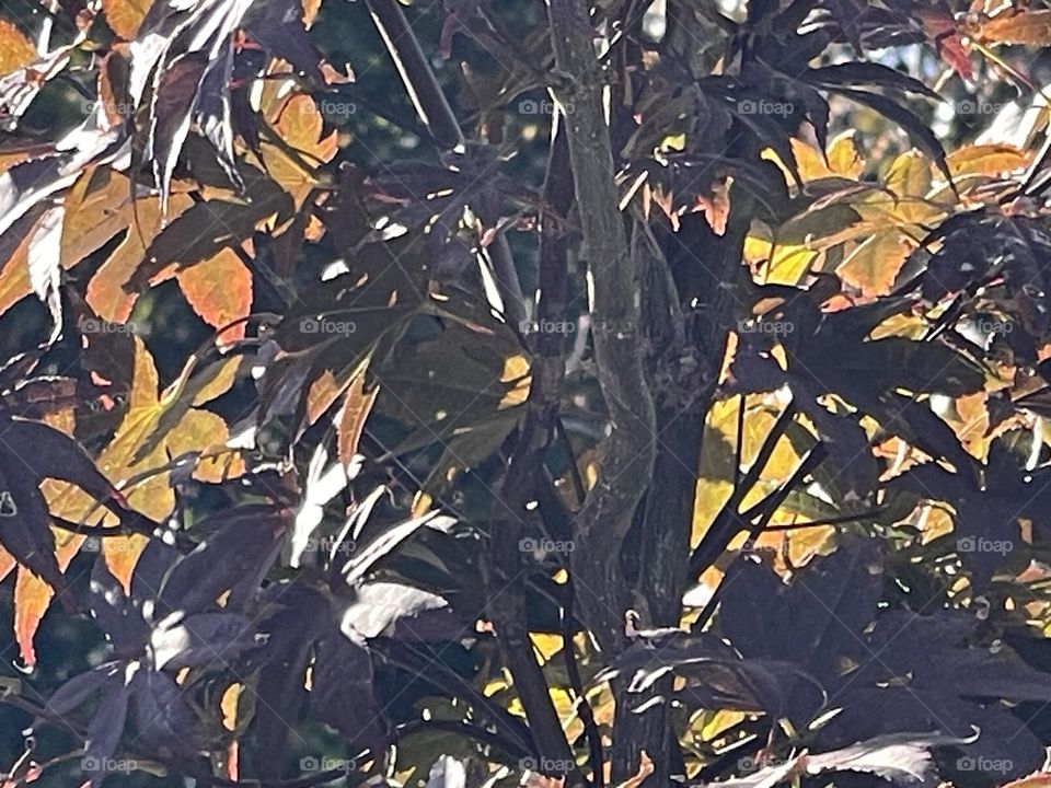 Fall’s leaves color 