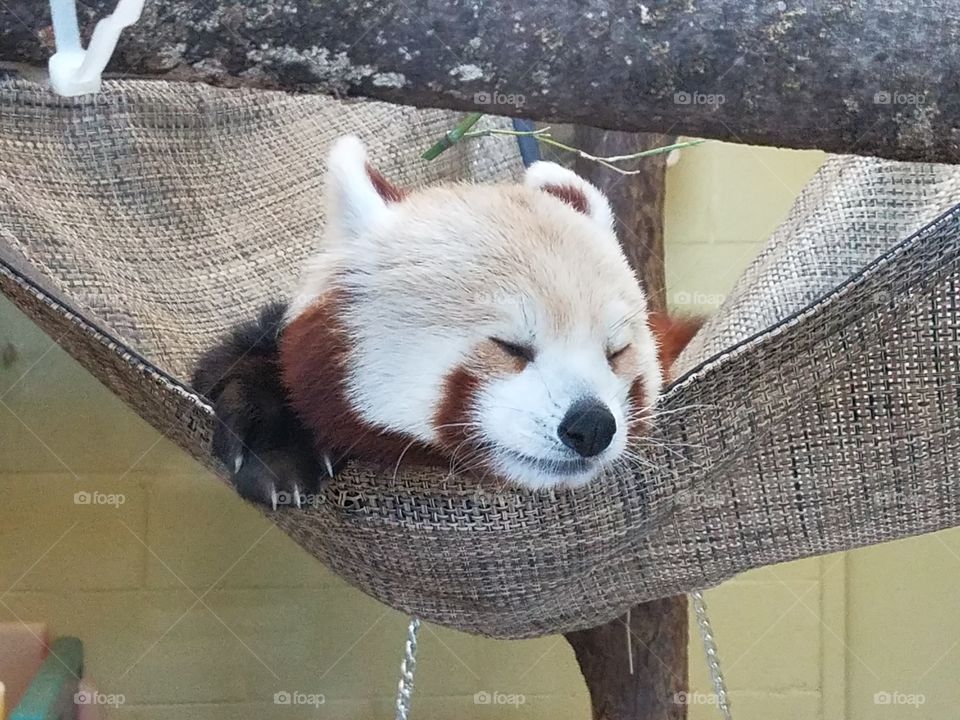 snuggle me, panda!