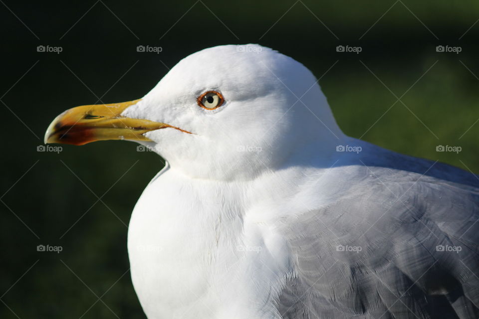 Bird - seagull