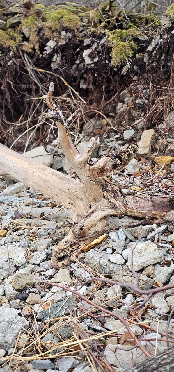 driftwood